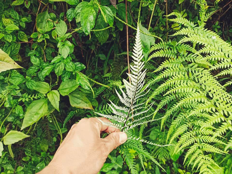 Ferns